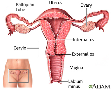 Womans-reproductive-sysem-ADams